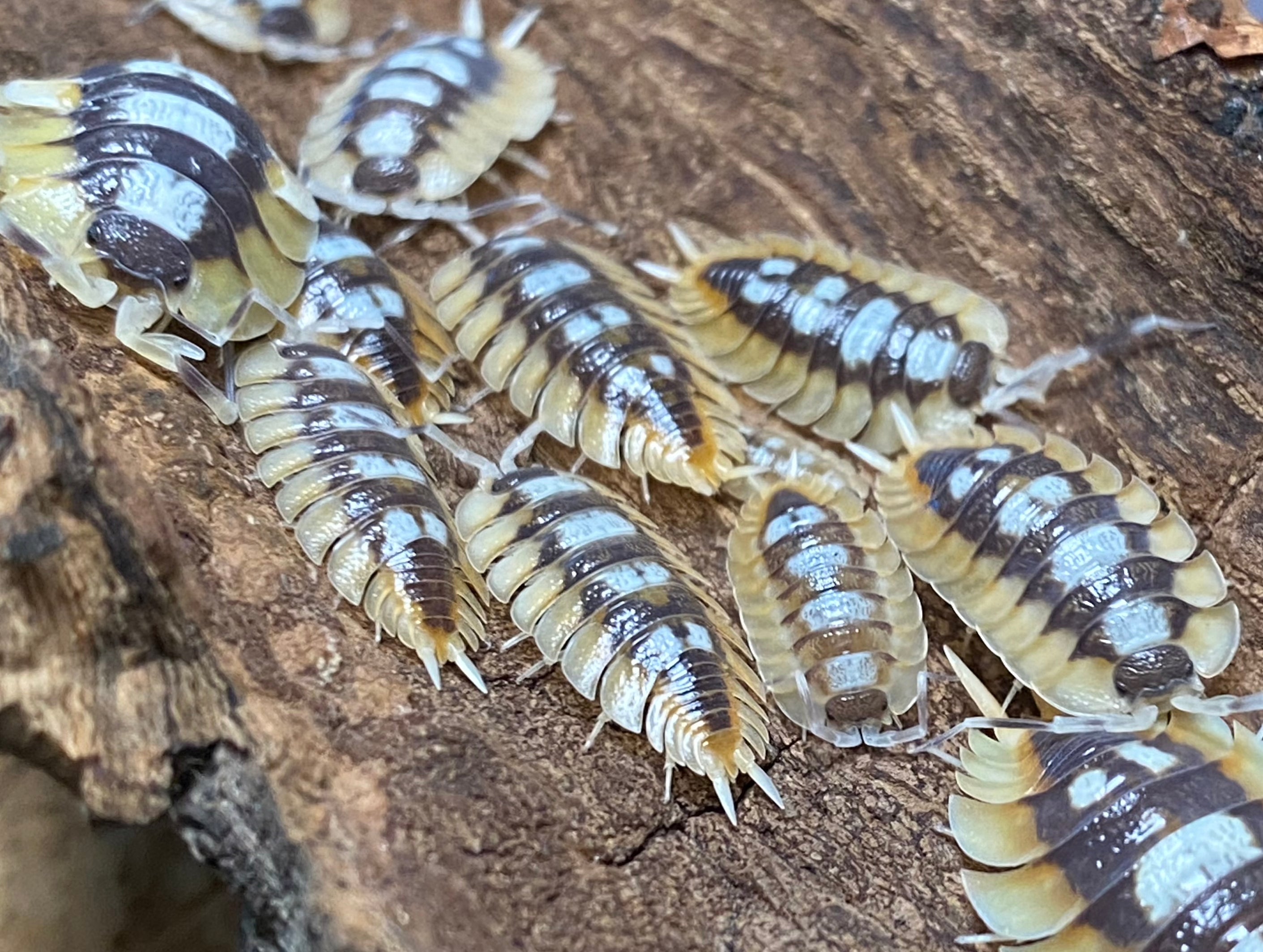 Porcellio World of Isopods