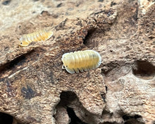 Lade das Bild in den Galerie-Viewer, Cubaris Orange Freezy auf Korkrinde | World-of-Isopods