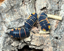 Lade das Bild in den Galerie-Viewer, Merulanella sp. "Ember Bee" mit Futter auf Korkrinde | World-of-Isopods