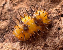 Lade das Bild in den Galerie-Viewer, Laureola sp. Durian - spiky isopod - Stachelassel - Jungtier - World of Isopods