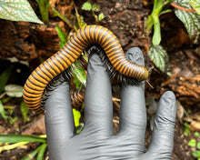 Lade das Bild in den Galerie-Viewer, Sechelleptus sp. 6 adult auf Hand Spirostreptidae | World-of-Isopods