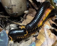 Lade das Bild in den Galerie-Viewer, Alienostreptus bicoloripes