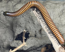 Lade das Bild in den Galerie-Viewer, Sechelleptus sp. 6 adult auf Ast Spirostreptidae | World-of-Isopods
