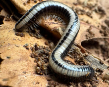 Lade das Bild in den Galerie-Viewer, Spirobolellus sp. "Maui" auf Laubblatt - World-of-Isopods