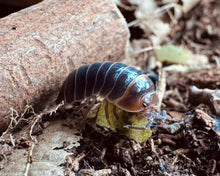 Lade das Bild in den Galerie-Viewer, Armadillidium flavoscutatum "Redhead - Albania" mit Flockenfutter || World-of-Isopods