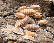 Lade das Bild in den Galerie-Viewer, Porcellio hoffmannseggi "Orange - Familie auf Rinde | World-of-Isopods