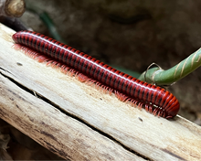 Lade das Bild in den Galerie-Viewer, Centrobolus richardii auf Ast || World-of-isopods