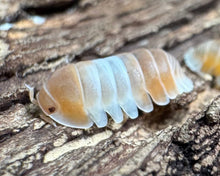 Lade das Bild in den Galerie-Viewer, Cubaris Orange Panda King - World of Isopods