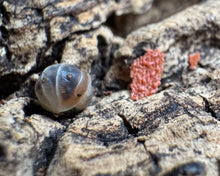 Lade das Bild in den Galerie-Viewer, Cubaris sp. "White Shark" zusammengerollt | World-of-Isopods