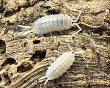 Lade das Bild in den Galerie-Viewer, Porcellio hoffmannseggi "Yeti" | World-of-Isopods