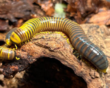 Lade das Bild in den Galerie-Viewer, Salpidobolus sp. "Sulawesi Wasp" mit Futter Spirostreptidae | World-of-Isopods