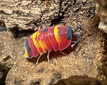 Lade das Bild in den Galerie-Viewer, Merulanella sp. Scarlet auf Kork