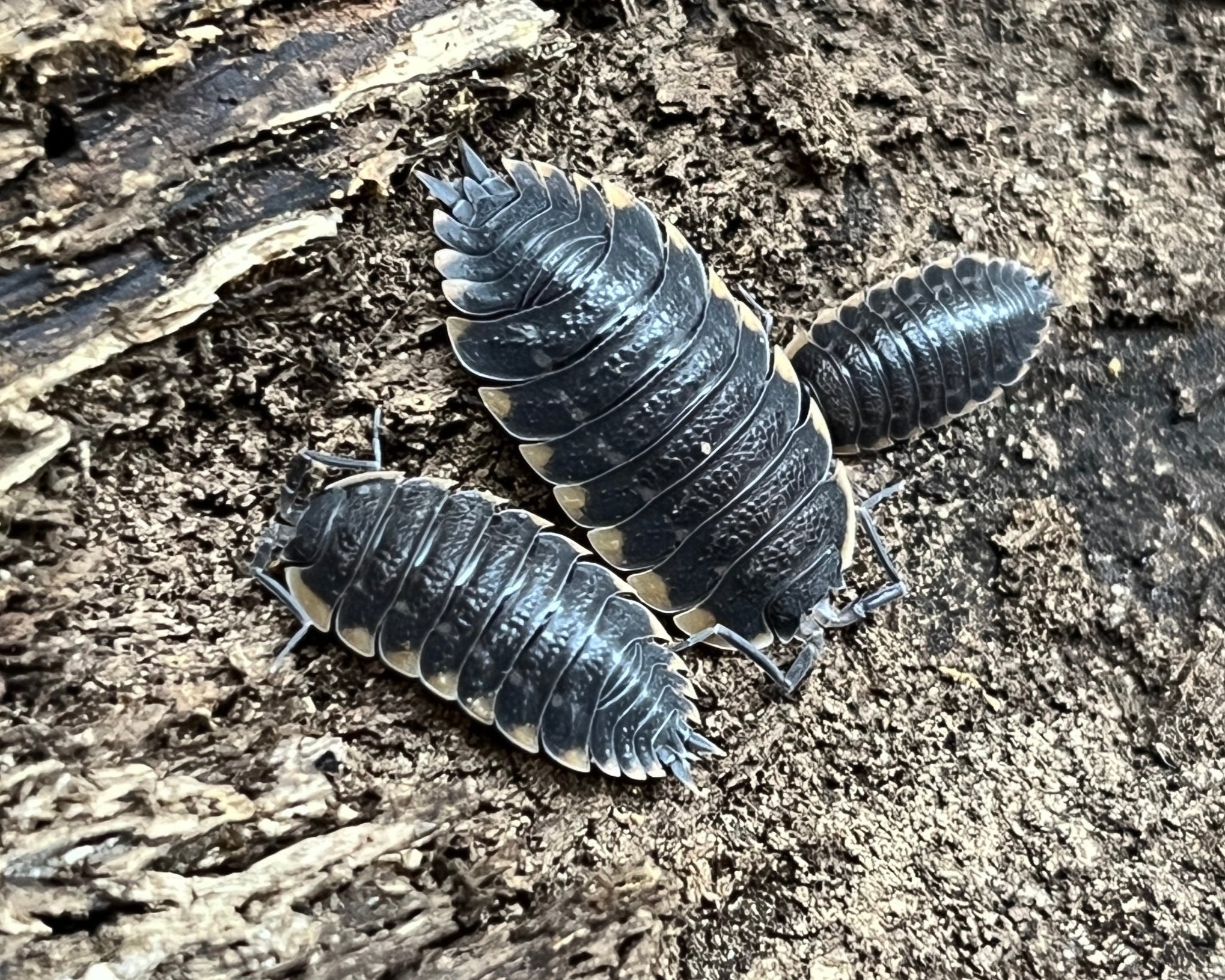 Trachelipus caucasius WorldofIsopods World of Isopods