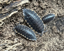 Lade das Bild in den Galerie-Viewer, Trachelipus caucasius auf Rinde - World-of-Isopods