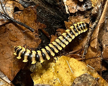 Lade das Bild in den Galerie-Viewer, Orthomorpha sp. Yellow Banded - Bandfüsser / World-of-Isopods