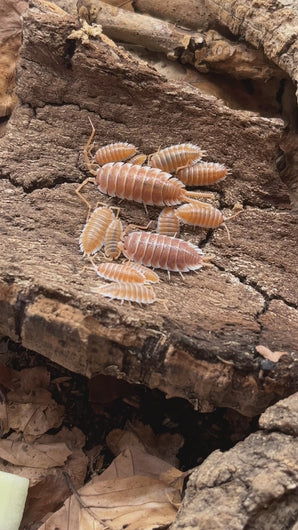 Porcellio hoffmannseggi Orange - Video Fütterung | World-of-Isopods