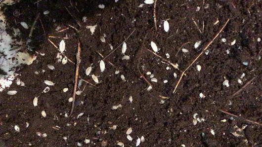 Trichorhina tomentosa - weisse Asseln in Substrat - Video