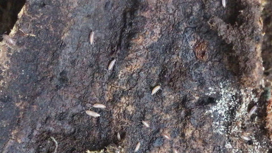 Trichoniscidae sp. "Brown Dwarf"  Video