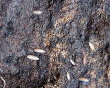 Lade das Bild in den Galerie-Viewer, Trichoniscidae sp. "Brown Dwarf" - braune Asseln