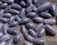 Lade das Bild in den Galerie-Viewer, Armadillidium pallasi "frontirostre" - Kolonie
