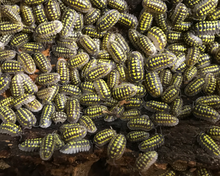 Lade das Bild in den Galerie-Viewer, Armadillidium gestroi - Zierasseln