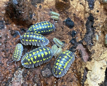 Lade das Bild in den Galerie-Viewer, Armadillidium gestroi - Zierasseln auf Korkrinde