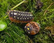 Lade das Bild in den Galerie-Viewer, Armadillidium klugii „Montenegro“ auf Moos