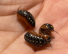 Lade das Bild in den Galerie-Viewer, Armadillidium klugii „Montenegro“ auf Hand