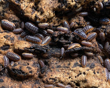 Lade das Bild in den Galerie-Viewer, Armadillidium klugii „Montenegro“ auf Korkrinde