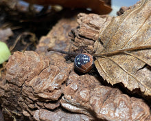 Lade das Bild in den Galerie-Viewer, Armadillidium klugii „Montenegro“ im Laub