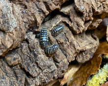 Lade das Bild in den Galerie-Viewer, Armadillidium maculatum - gelbe Zebraasseln auf Kork