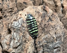 Lade das Bild in den Galerie-Viewer, Armadillidium maculatum - gelbe Zebraassel