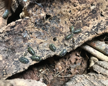 Lade das Bild in den Galerie-Viewer, Armadillidium maculatum - gelbe Zebraasseln Familie