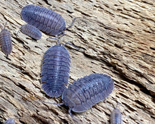 Lade das Bild in den Galerie-Viewer, Armadillidium peraccae
