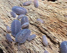 Lade das Bild in den Galerie-Viewer, Armadillidium peraccae auf weissfaulem Holz