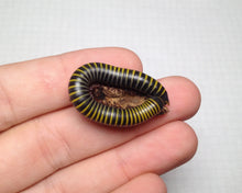 Lade das Bild in den Galerie-Viewer, Anadenobolus monilicornis - Tausendfüsser