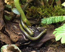 Lade das Bild in den Galerie-Viewer, Anadenobolus monilicornis - Tausendfüsser