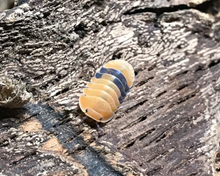 Lade das Bild in den Galerie-Viewer, Cubaris sp. "Amber Ducky" - tropische Zierassel