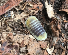 Lade das Bild in den Galerie-Viewer, Cubaris sp. Jupiter Assel in Terrarium