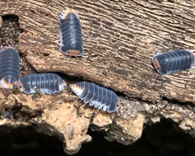 Lade das Bild in den Galerie-Viewer, Cubaris sp. "Pak Chong" Familie auf Rinde