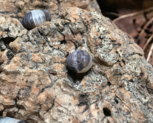 Lade das Bild in den Galerie-Viewer, Cubaris sp. "Panda King" - tropische Assel eingerollt