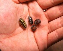 Lade das Bild in den Galerie-Viewer, Armadillidium gestroi - Asseln - klugii - maculatum - Zebraasseln - Größenvergleich