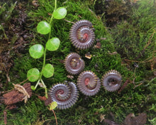 Lade das Bild in den Galerie-Viewer, Anadenobolus monilicornis - Tausendfüsser