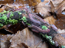 Lade das Bild in den Galerie-Viewer, Desmoxytes planata auf Flechtenast