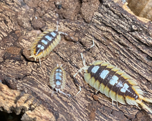 Lade das Bild in den Galerie-Viewer, Porcellio expansus "Orange" - Familie