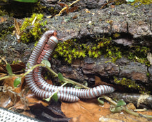 Lade das Bild in den Galerie-Viewer, Spirobolus caudulanus - Tausendfüsser