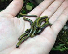 Lade das Bild in den Galerie-Viewer, Anadenobolus monilicornis - Tausendfüsser