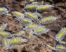 Lade das Bild in den Galerie-Viewer, Porcellio bolivari "Yellow Ghost" Kolonie mit Jungtieren