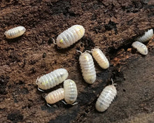 Lade das Bild in den Galerie-Viewer, Armadillidium vulgare "Magic Potion" auf Rindenstück im Terrarium
