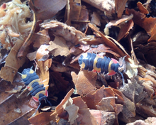 Lade das Bild in den Galerie-Viewer, Merulanella sp. Tricolor auf Laubstreu - World of Isopods